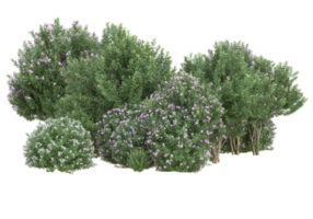 Gras mit Blumen isoliert auf transparentem Hintergrund. 3D-Rendering - Abbildung png