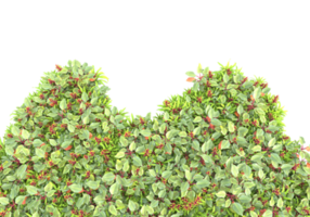 herbe avec des fleurs isolées sur fond transparent. rendu 3d - illustration png