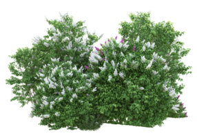 herbe avec des fleurs isolées sur fond transparent. rendu 3d - illustration png