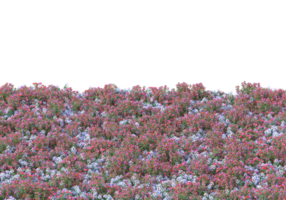 Grass with flowers isolated on transparent background. 3d rendering - illustration png