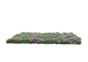 Grass with flowers isolated on transparent background. 3d rendering - illustration png