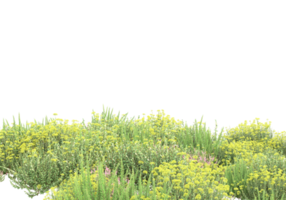 Grass with flowers isolated on transparent background. 3d rendering - illustration png