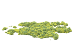 gras met bloemen geïsoleerd Aan transparant achtergrond. 3d renderen - illustratie png