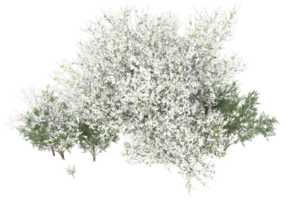 gräs med blommor isolerat på transparent bakgrund. 3d tolkning - illustration png