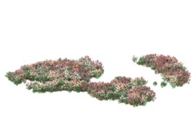 gras met bloemen geïsoleerd Aan transparant achtergrond. 3d renderen - illustratie png