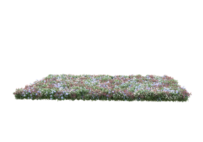 Grass with flowers isolated on transparent background. 3d rendering - illustration png