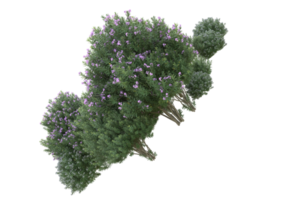 gras met bloemen geïsoleerd Aan transparant achtergrond. 3d renderen - illustratie png