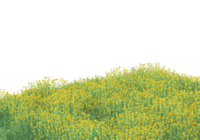 Grass with flowers isolated on transparent background. 3d rendering - illustration png