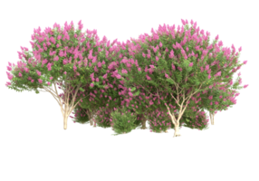 Grass with flowers isolated on transparent background. 3d rendering - illustration png