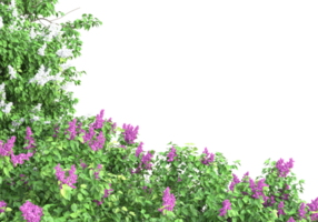 gräs med blommor isolerat på transparent bakgrund. 3d tolkning - illustration png