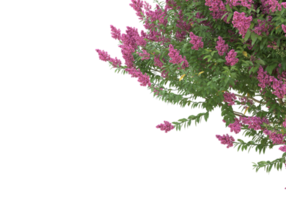 Grass with flowers isolated on transparent background. 3d rendering - illustration png