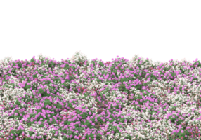 hierba con flores aisladas sobre fondo transparente. Representación 3d - ilustración png