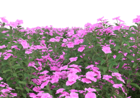 gras met bloemen geïsoleerd Aan transparant achtergrond. 3d renderen - illustratie png