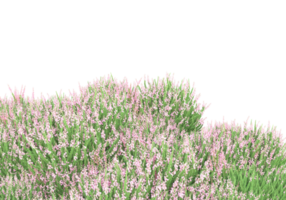 Grass with flowers isolated on transparent background. 3d rendering - illustration png