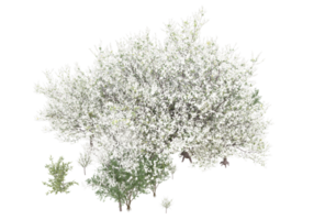 Grass with flowers isolated on transparent background. 3d rendering - illustration png