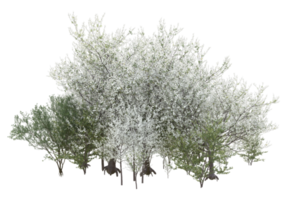 Grass with flowers isolated on transparent background. 3d rendering - illustration png