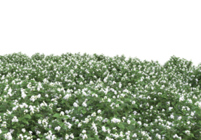 Gras mit Blumen isoliert auf transparentem Hintergrund. 3D-Rendering - Abbildung png