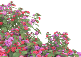 Grass with flowers isolated on transparent background. 3d rendering - illustration png