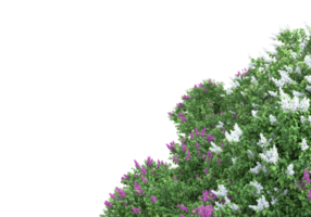 gras met bloemen geïsoleerd Aan transparant achtergrond. 3d renderen - illustratie png