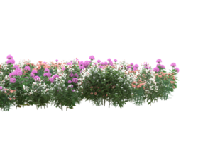 Grass with flowers isolated on transparent background. 3d rendering - illustration png