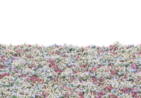 Grass with flowers isolated on transparent background. 3d rendering - illustration png