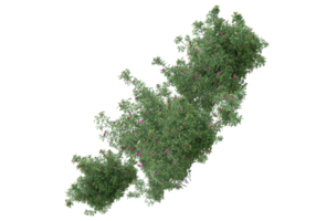 gras met bloemen geïsoleerd Aan transparant achtergrond. 3d renderen - illustratie png