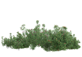 Gras mit Blumen isoliert auf transparentem Hintergrund. 3D-Rendering - Abbildung png