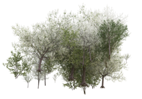 Gras mit Blumen isoliert auf transparentem Hintergrund. 3D-Rendering - Abbildung png