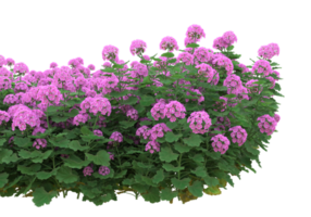 herbe avec des fleurs isolées sur fond transparent. rendu 3d - illustration png