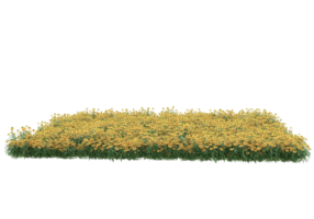 gras met bloemen geïsoleerd Aan transparant achtergrond. 3d renderen - illustratie png