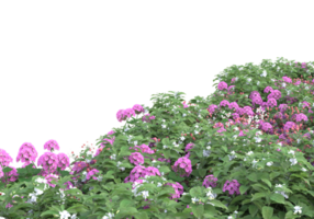 grama com flores isoladas em fundo transparente. renderização 3D - ilustração png