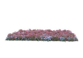 Grass with flowers isolated on transparent background. 3d rendering - illustration png