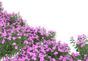 erba con fiori isolato su trasparente sfondo. 3d interpretazione - illustrazione png