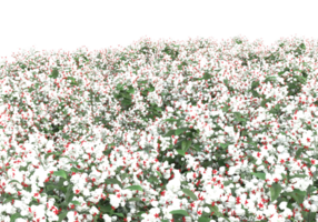 Grass with flowers isolated on transparent background. 3d rendering - illustration png