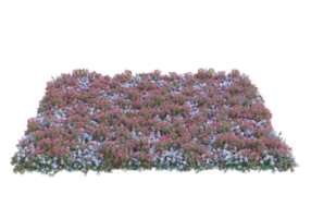 Grass with flowers isolated on transparent background. 3d rendering - illustration png