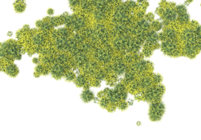 Grass with flowers isolated on transparent background. 3d rendering - illustration png