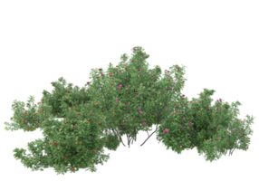 Gras mit Blumen isoliert auf transparentem Hintergrund. 3D-Rendering - Abbildung png