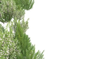 gras met bloemen geïsoleerd Aan transparant achtergrond. 3d renderen - illustratie png