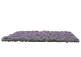 Gras mit Blumen isoliert auf transparentem Hintergrund. 3D-Rendering - Abbildung png