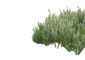 gräs med blommor isolerat på transparent bakgrund. 3d tolkning - illustration png