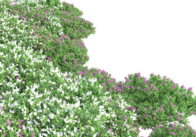 Grass with flowers isolated on transparent background. 3d rendering - illustration png