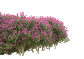 Grass with flowers isolated on transparent background. 3d rendering - illustration png