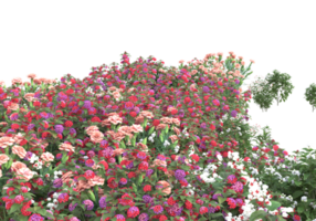 Grass with flowers isolated on transparent background. 3d rendering - illustration png