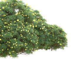 gras met bloemen geïsoleerd Aan transparant achtergrond. 3d renderen - illustratie png