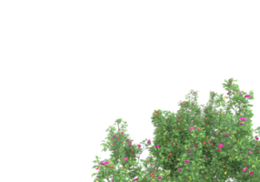 herbe avec des fleurs isolées sur fond transparent. rendu 3d - illustration png