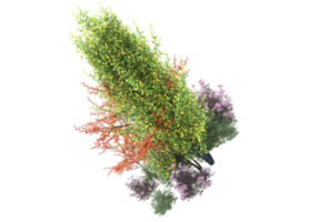 erba con fiori isolato su trasparente sfondo. 3d interpretazione - illustrazione png