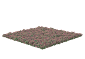 Gras mit Blumen isoliert auf transparentem Hintergrund. 3D-Rendering - Abbildung png