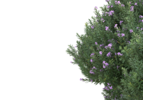 gräs med blommor isolerat på transparent bakgrund. 3d tolkning - illustration png