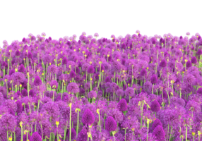 Grass with flowers isolated on transparent background. 3d rendering - illustration png