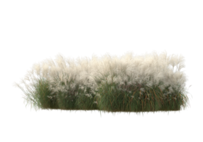 gras met bloemen geïsoleerd Aan transparant achtergrond. 3d renderen - illustratie png